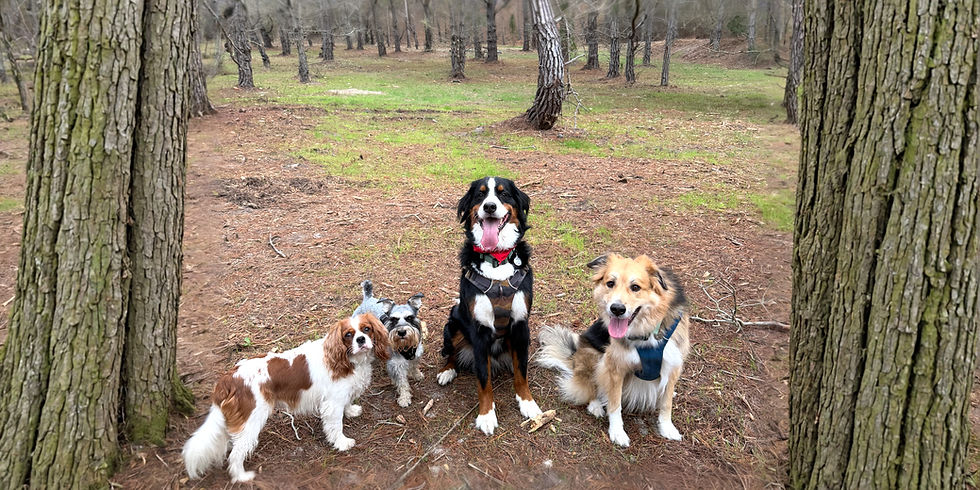 Dog Daycare vs. Dog Walker: An Honest Answer From Someone Who's Worked Inside a Daycare