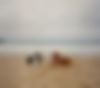 Two dogs lyng down on beach in marina ca