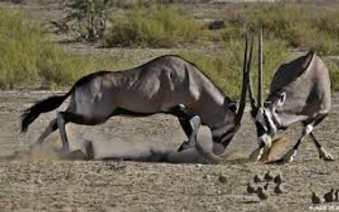oryx,122211.jpg9.jpg