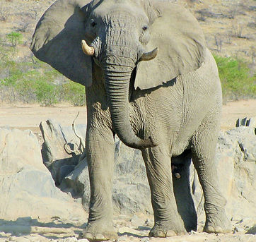 0000,ond,ele,10 (31).JPG