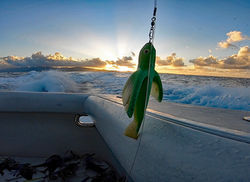 Green Flying Fish Ready