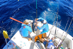 Fish Downsea whacking tuna