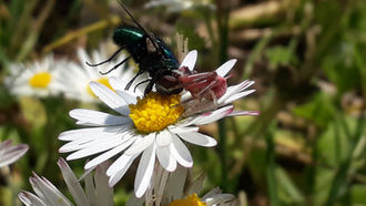 Conférence "Accueillir la biodiversité dans son jardin"