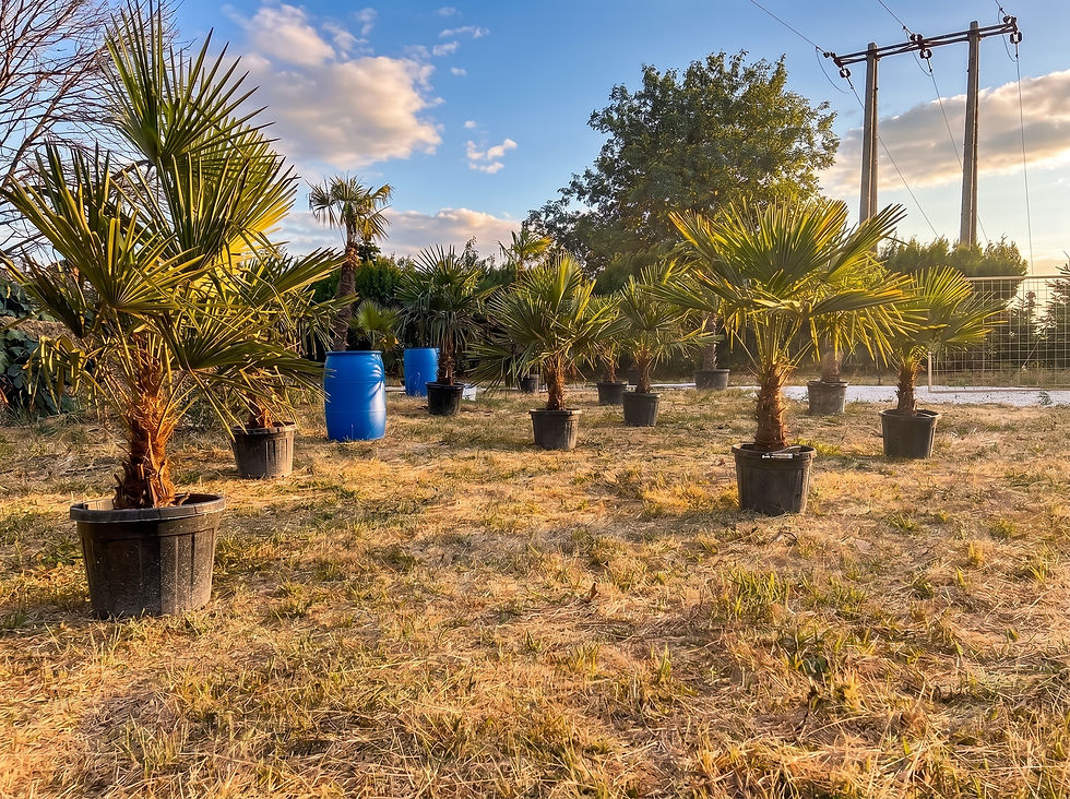 Potted_palm_trees_nursery_setting_202607