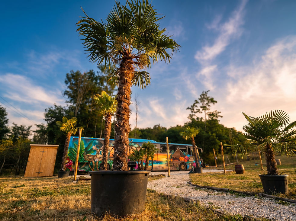 Potted_palm_trees_in_nursery_202607151224.jpeg