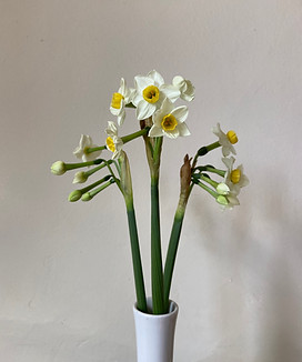 Narcissus