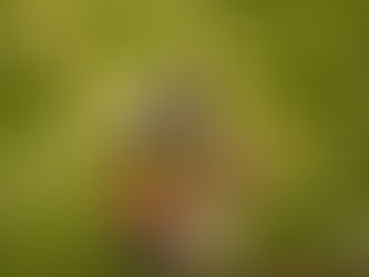 Photos from Fergus Falls HS: 8/24/25