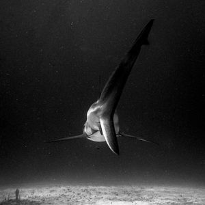 LE MONDE SOUS MARIN