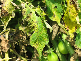 What is tomato blight and how do I prevent it?