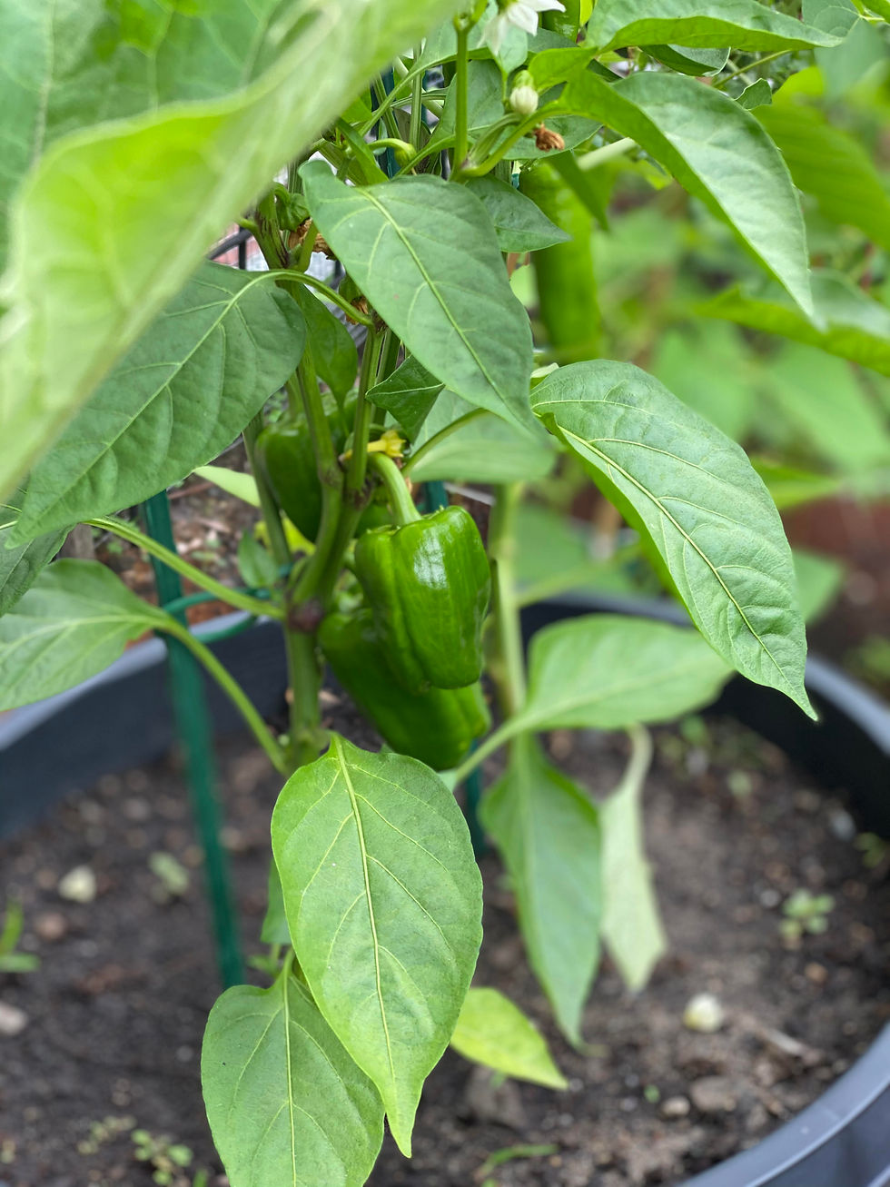 peppers
