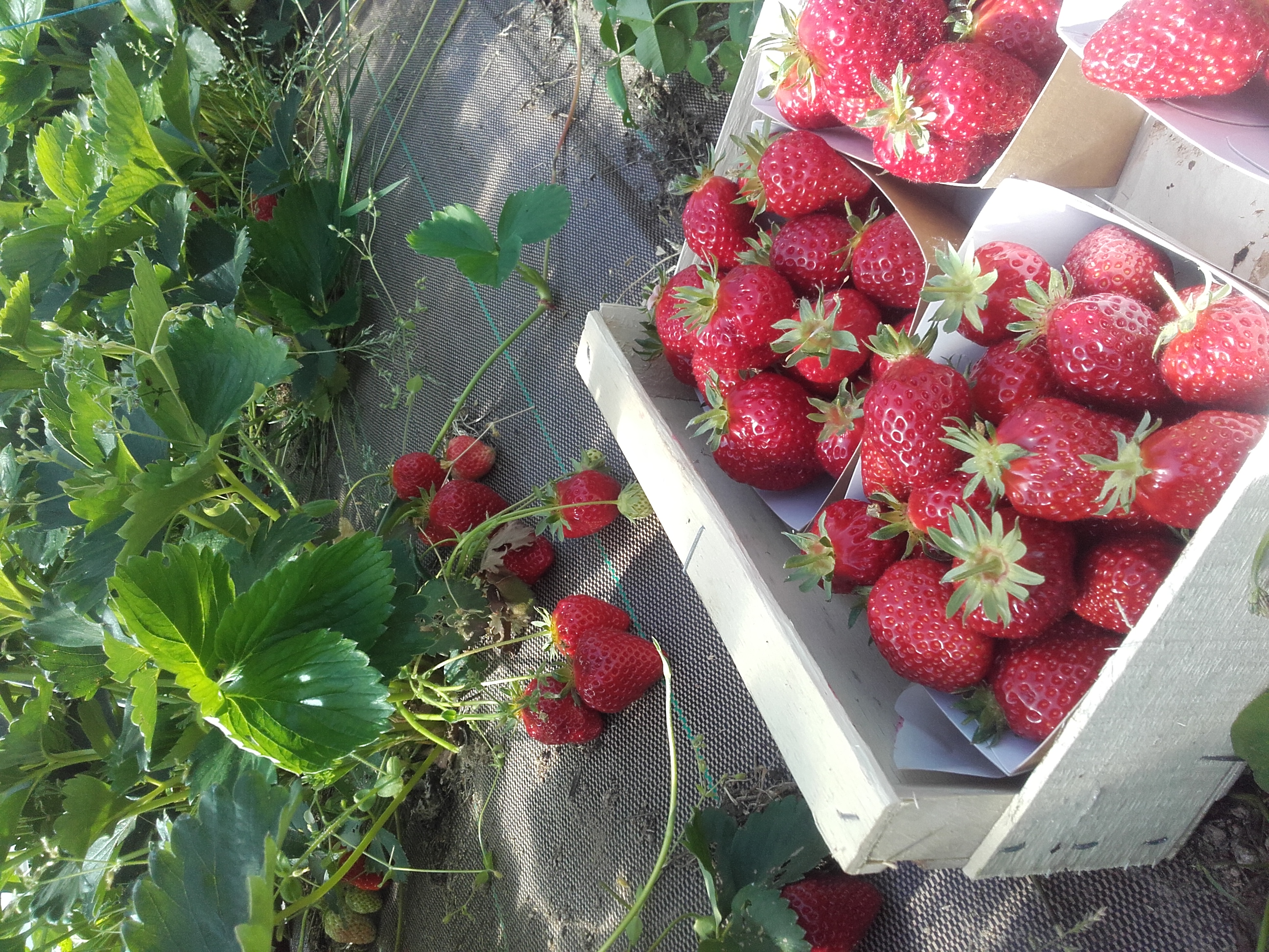 Fraises 2017