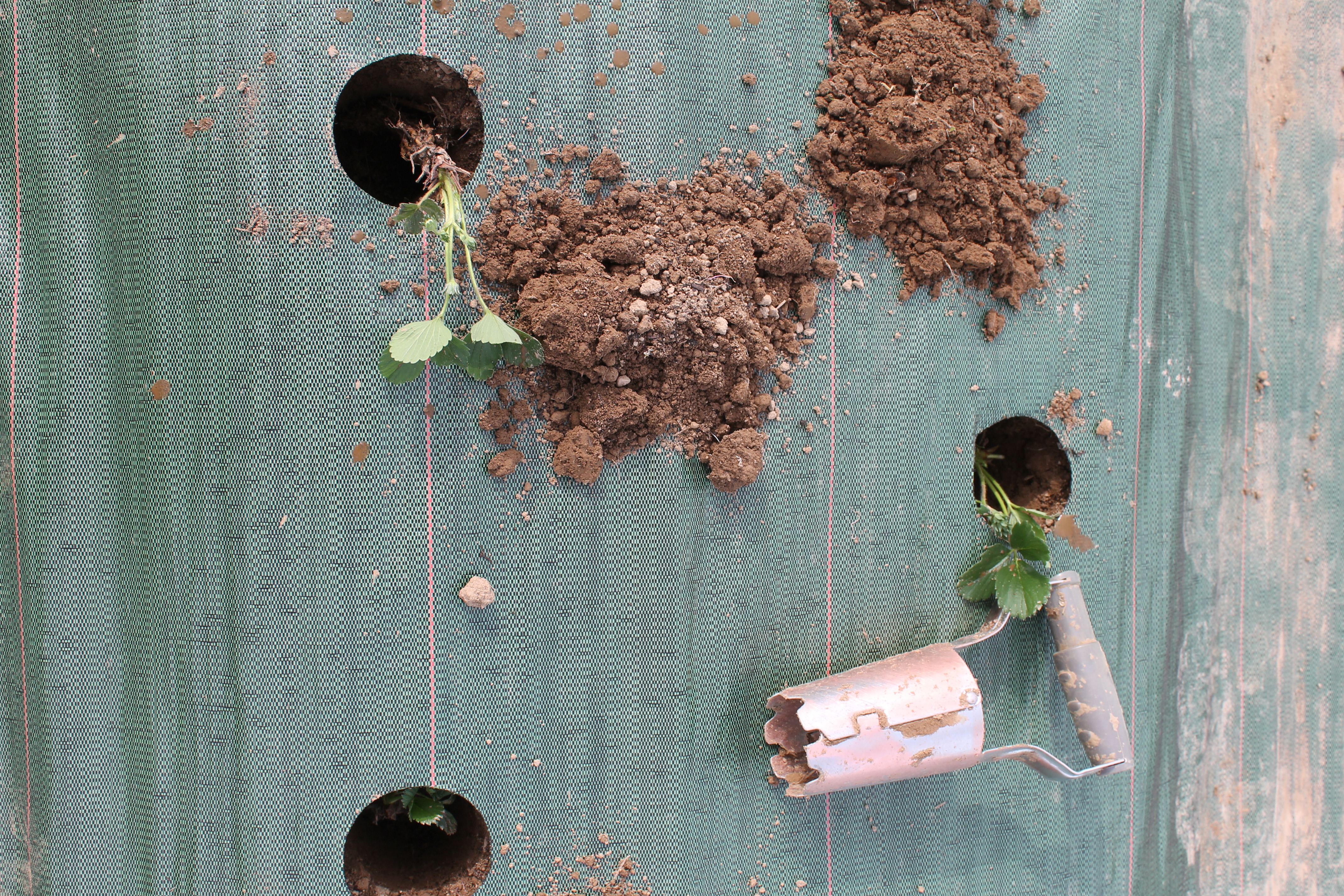 Chantier plantation