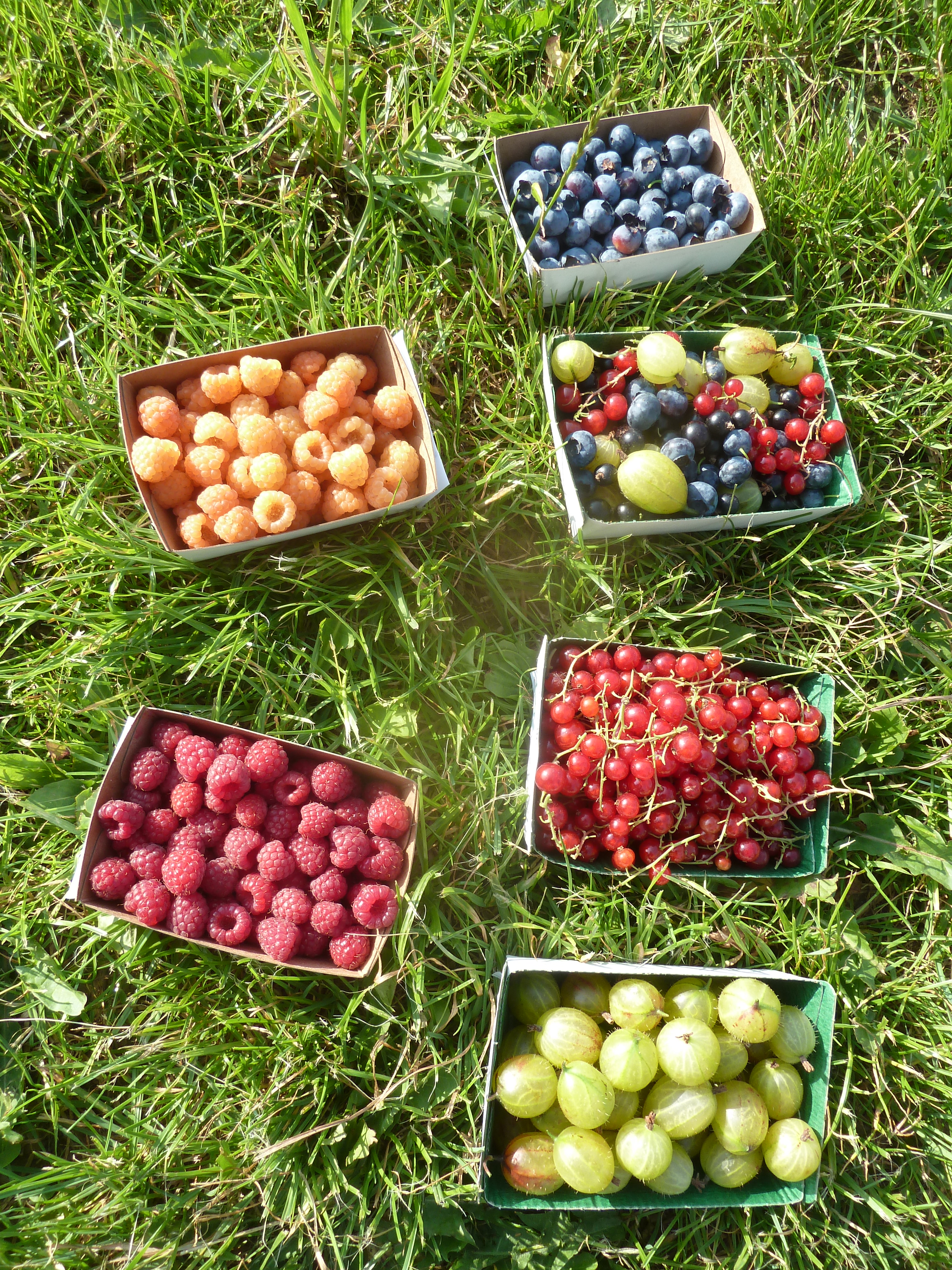 Les petits fruits