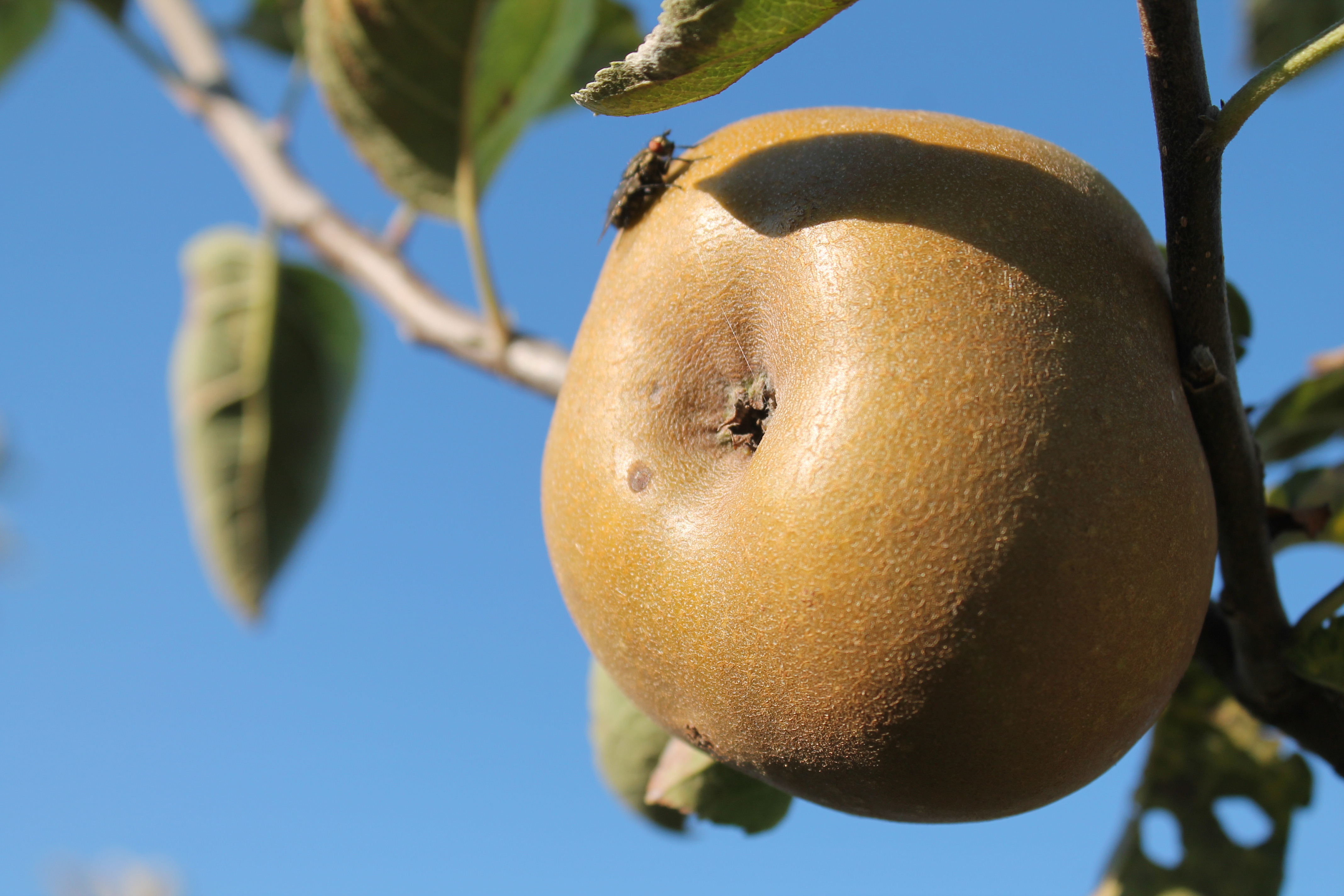 Pomme Reinette Grise du Canada