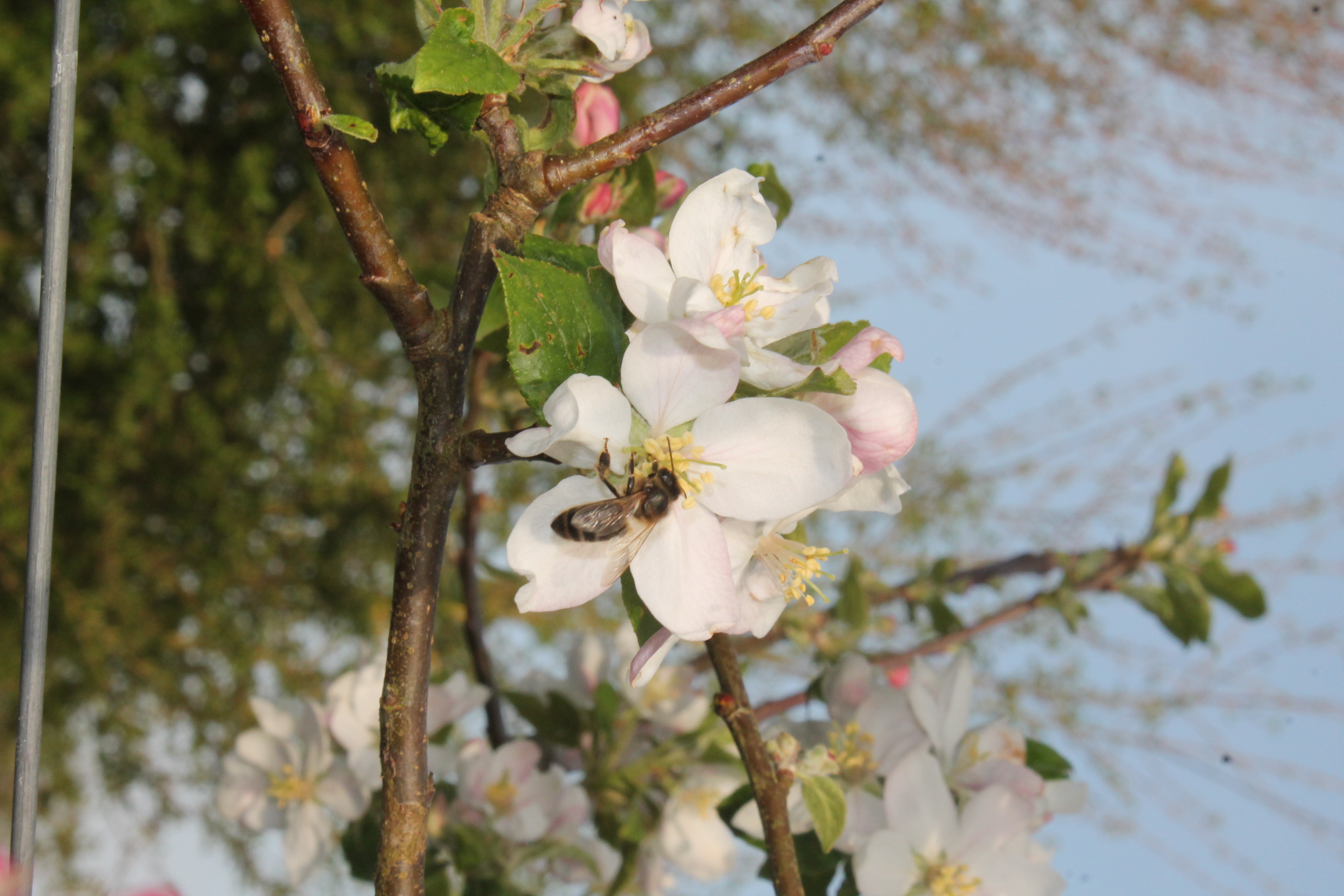 Abeille noire sur fleur de pommier