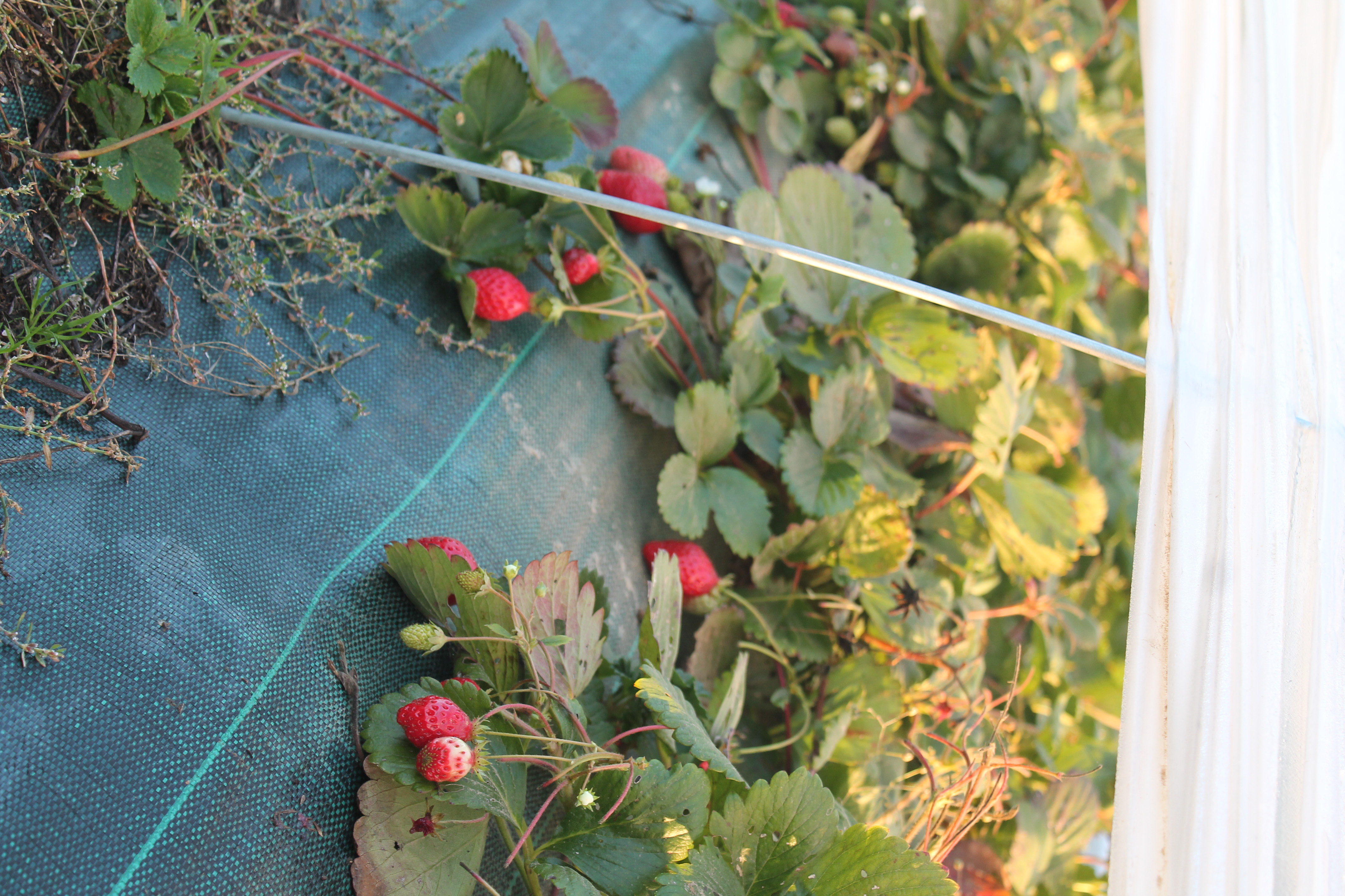 Fraises