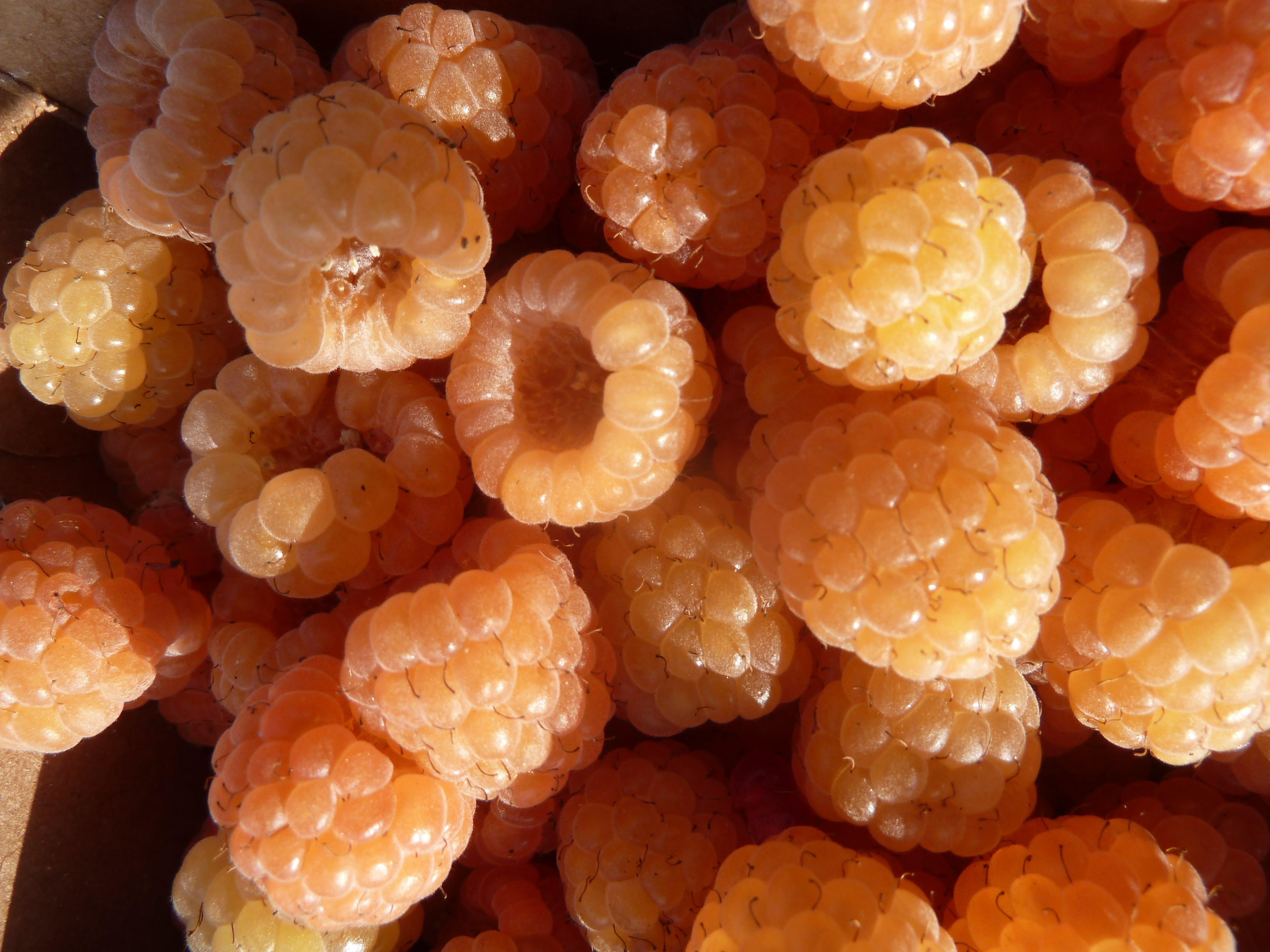 Framboises jaunes