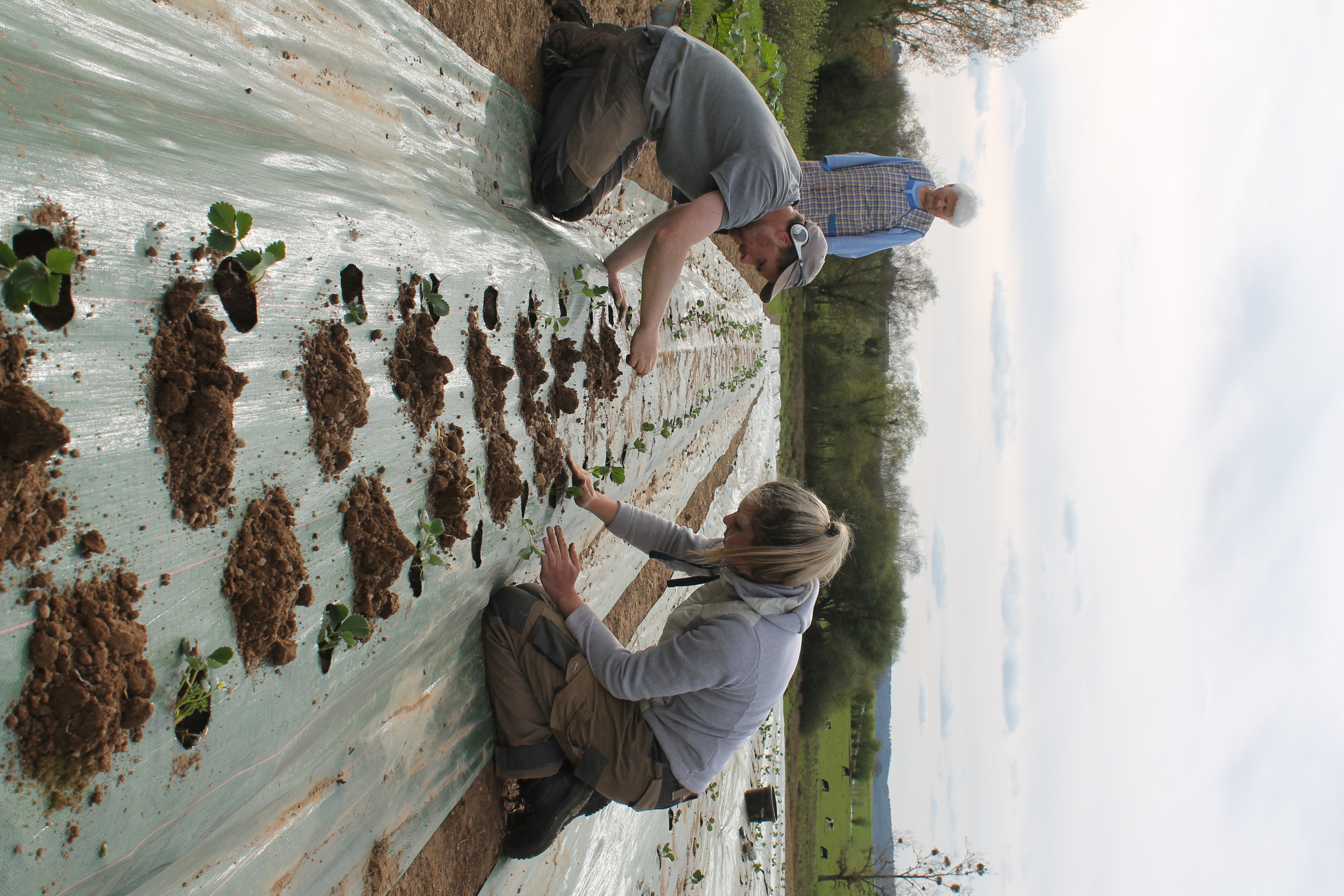 Chantier plantation