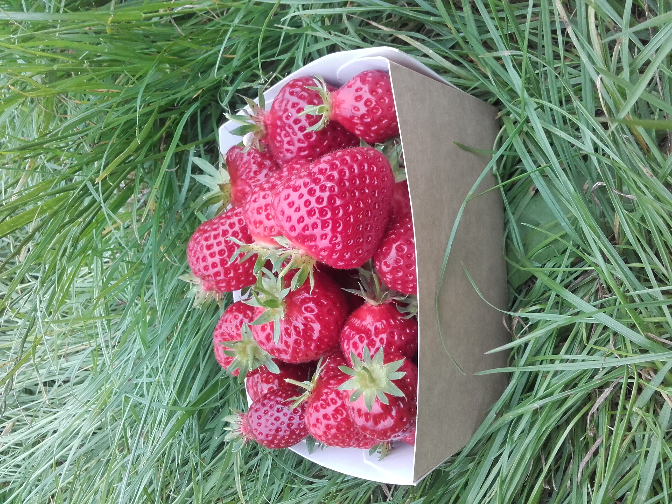Fraises