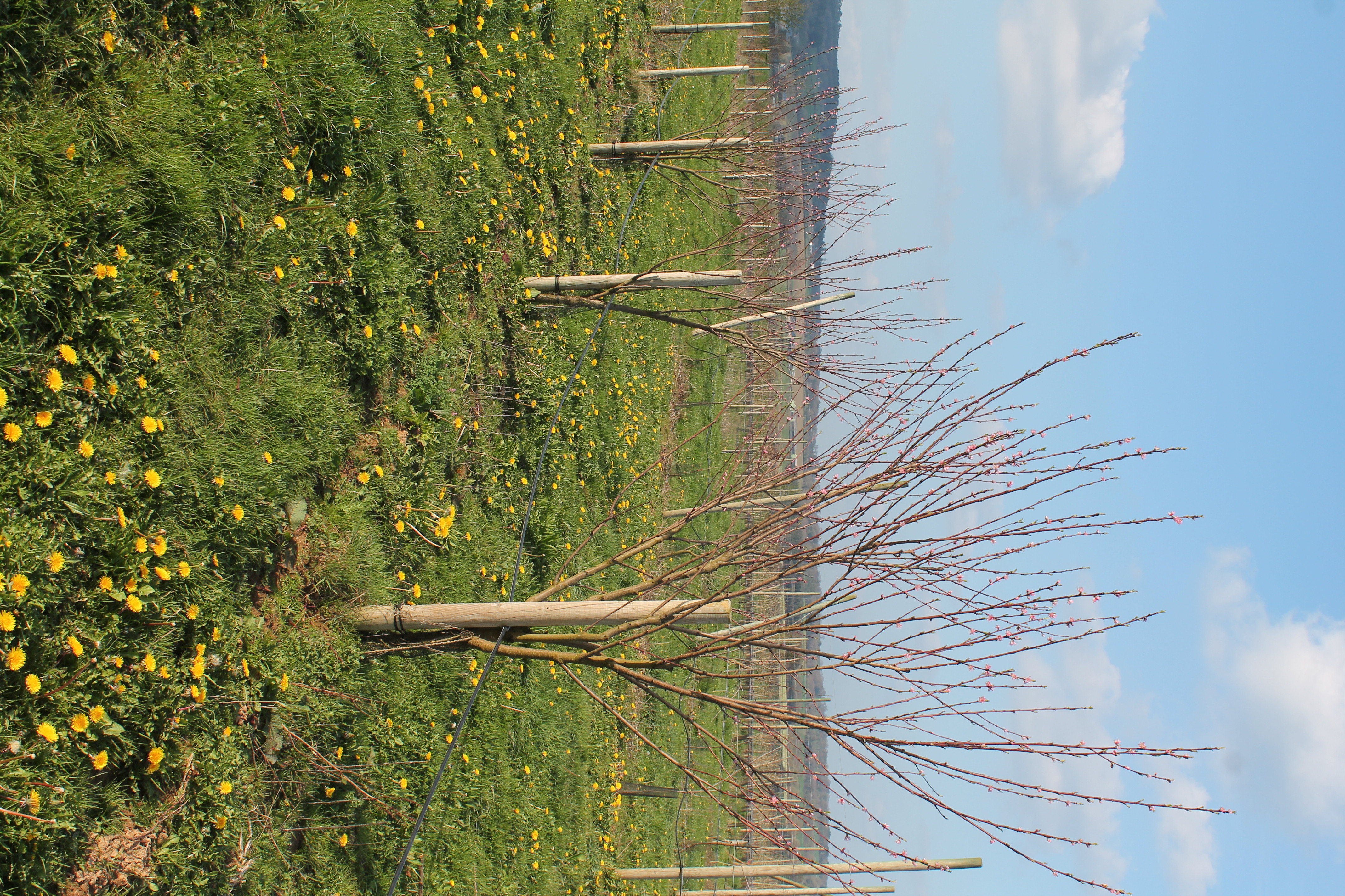 Printemps 2019