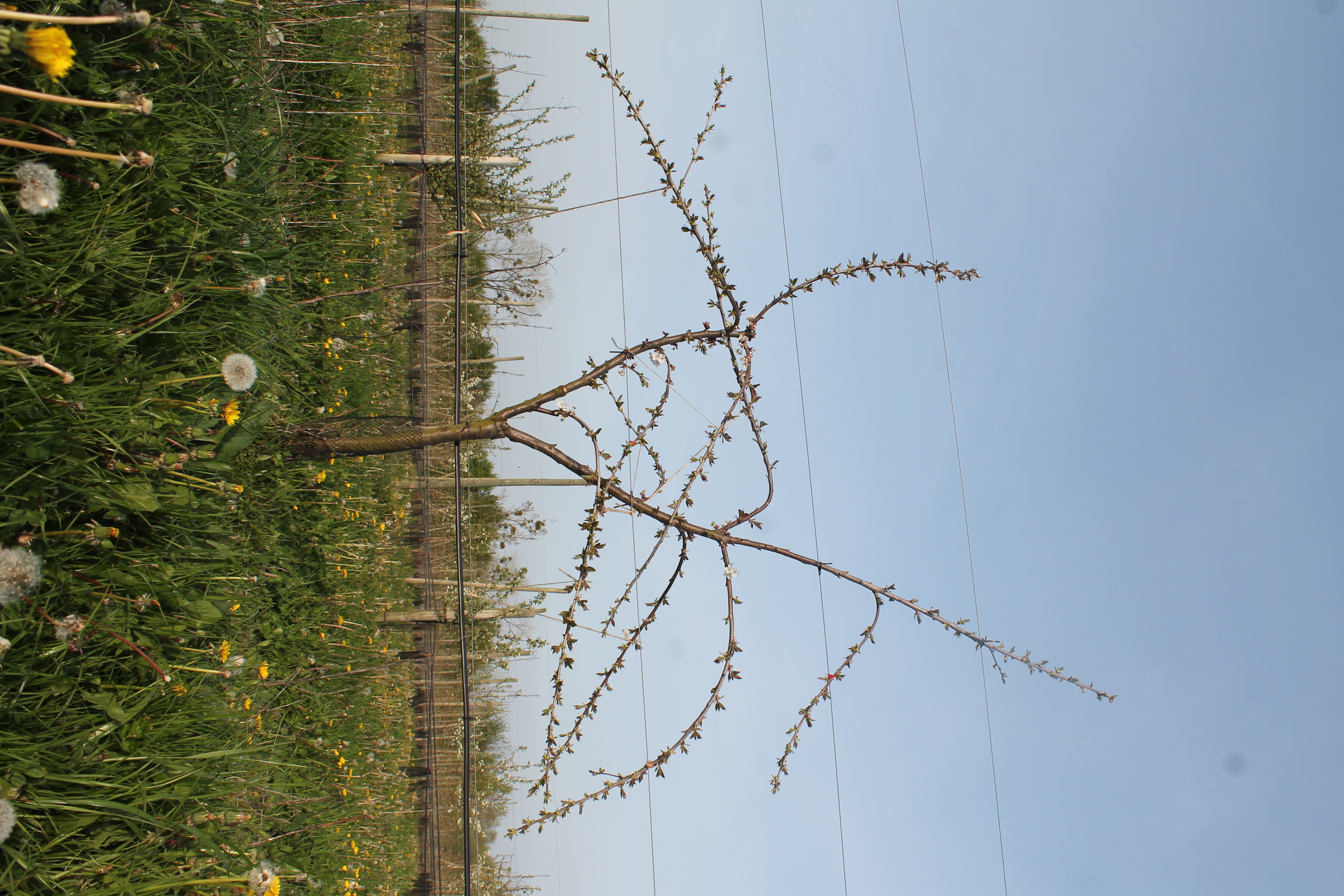 Cerisier printemps 2019