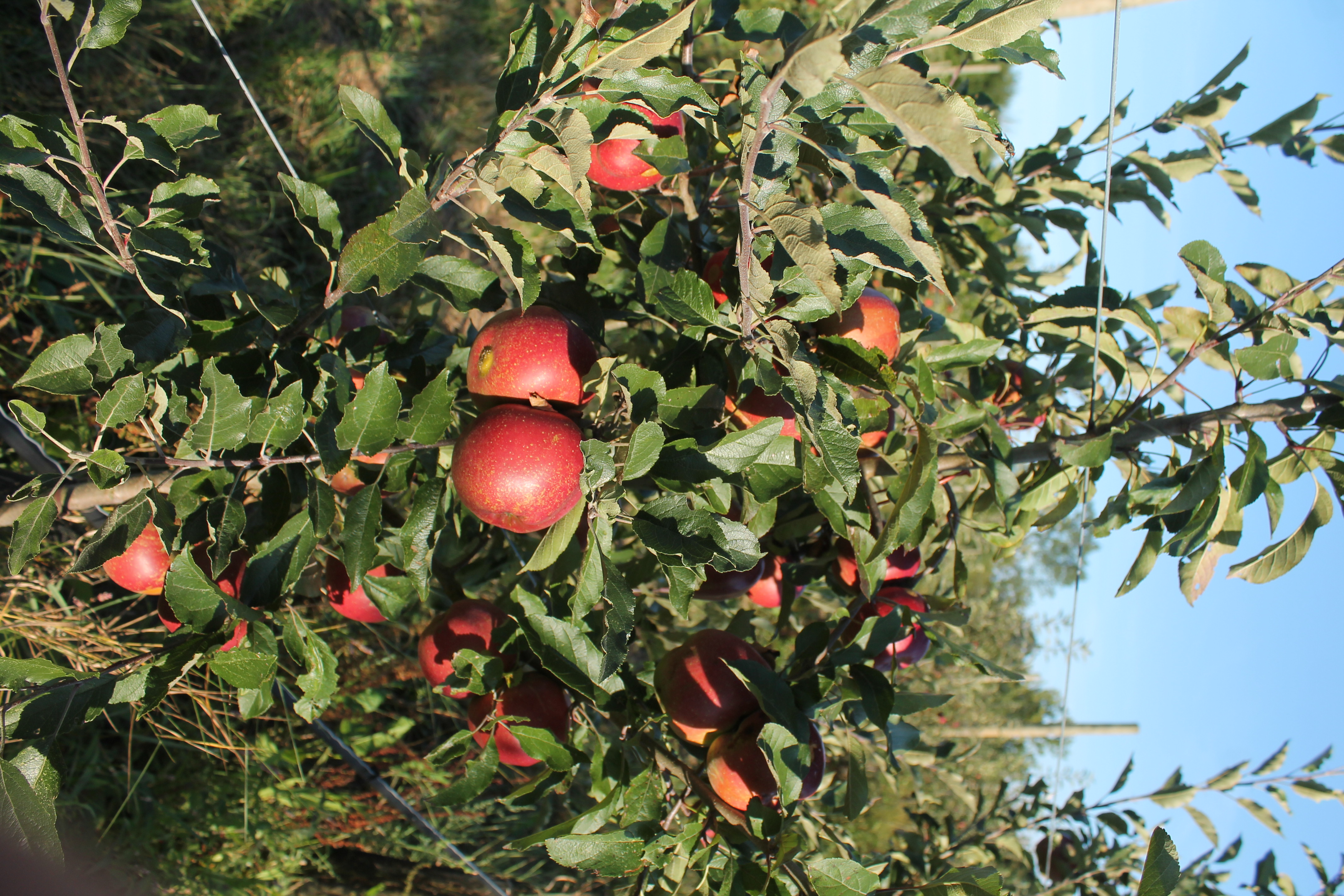 Les premières pommes en 2018