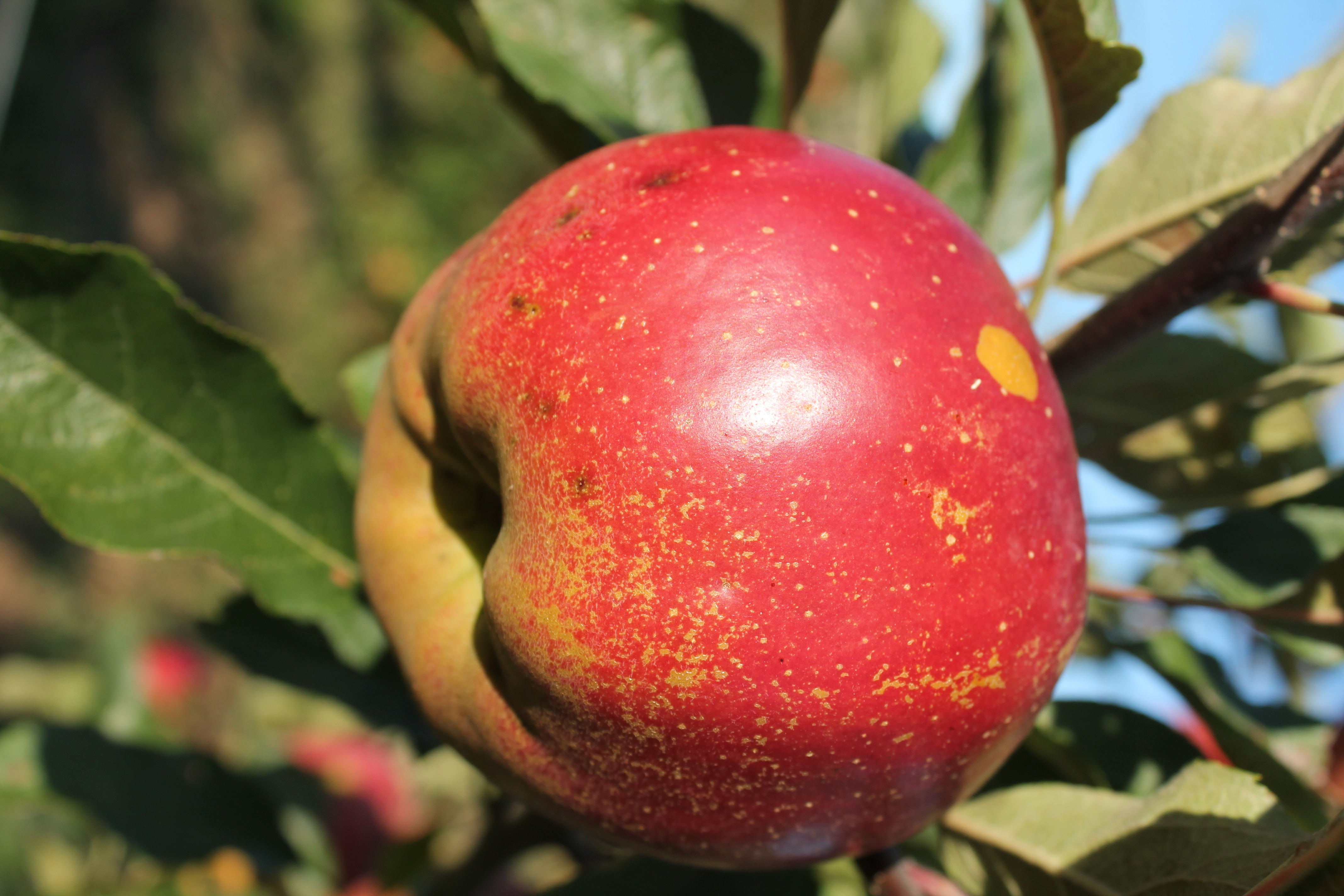 Pomme Dalirène