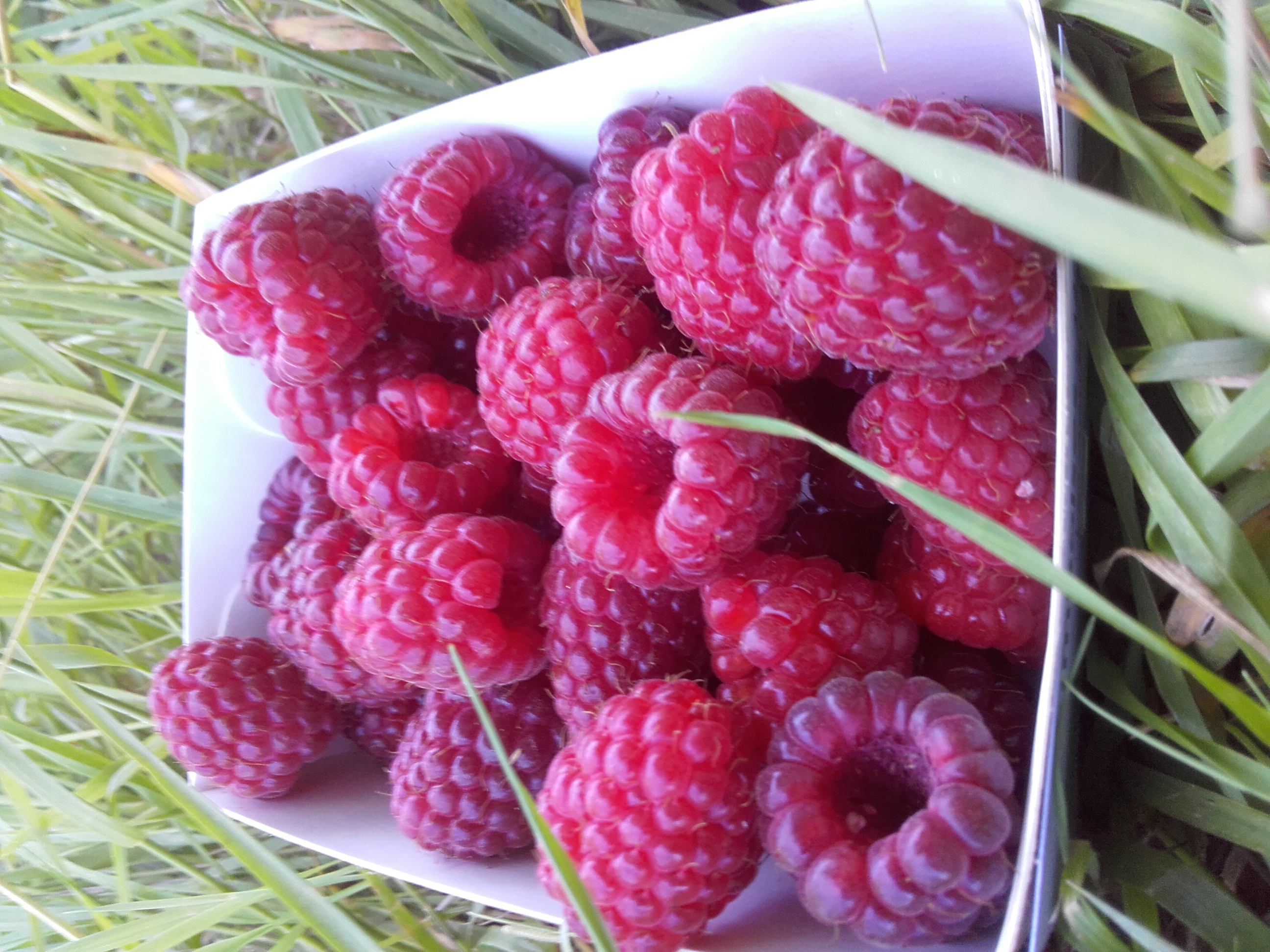 Framboises