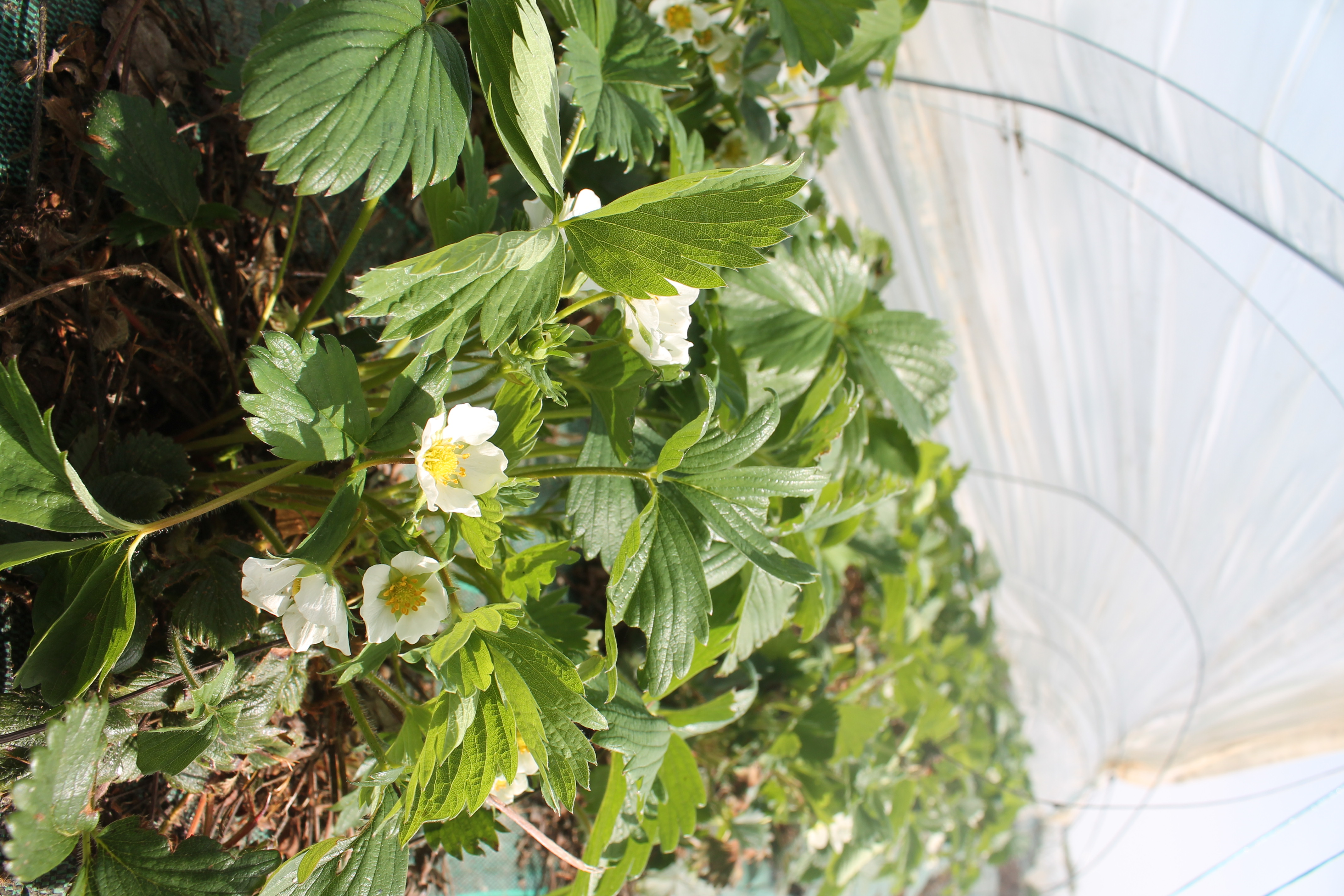 Fraisiers en fleurs