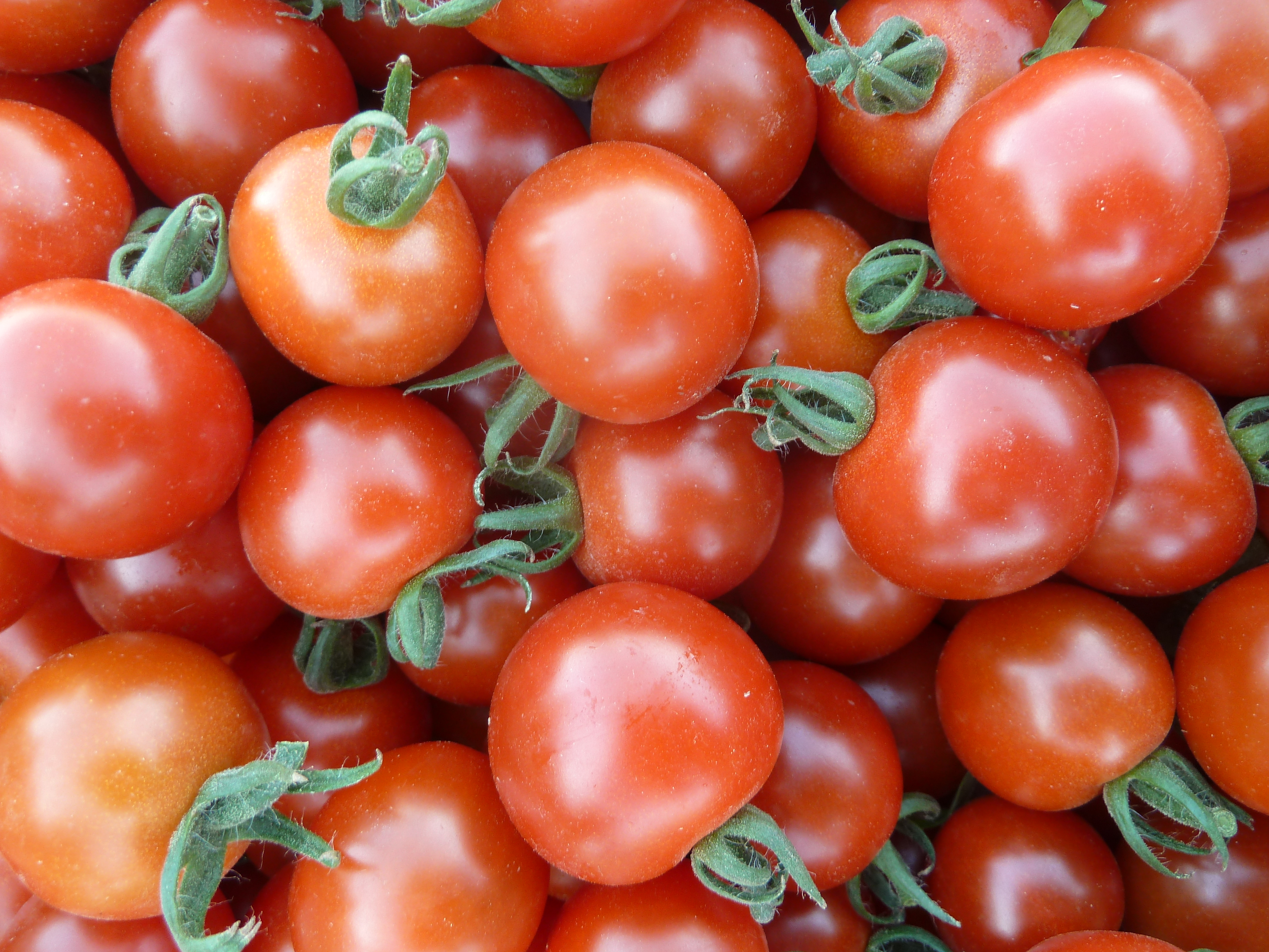 Tomates cerises