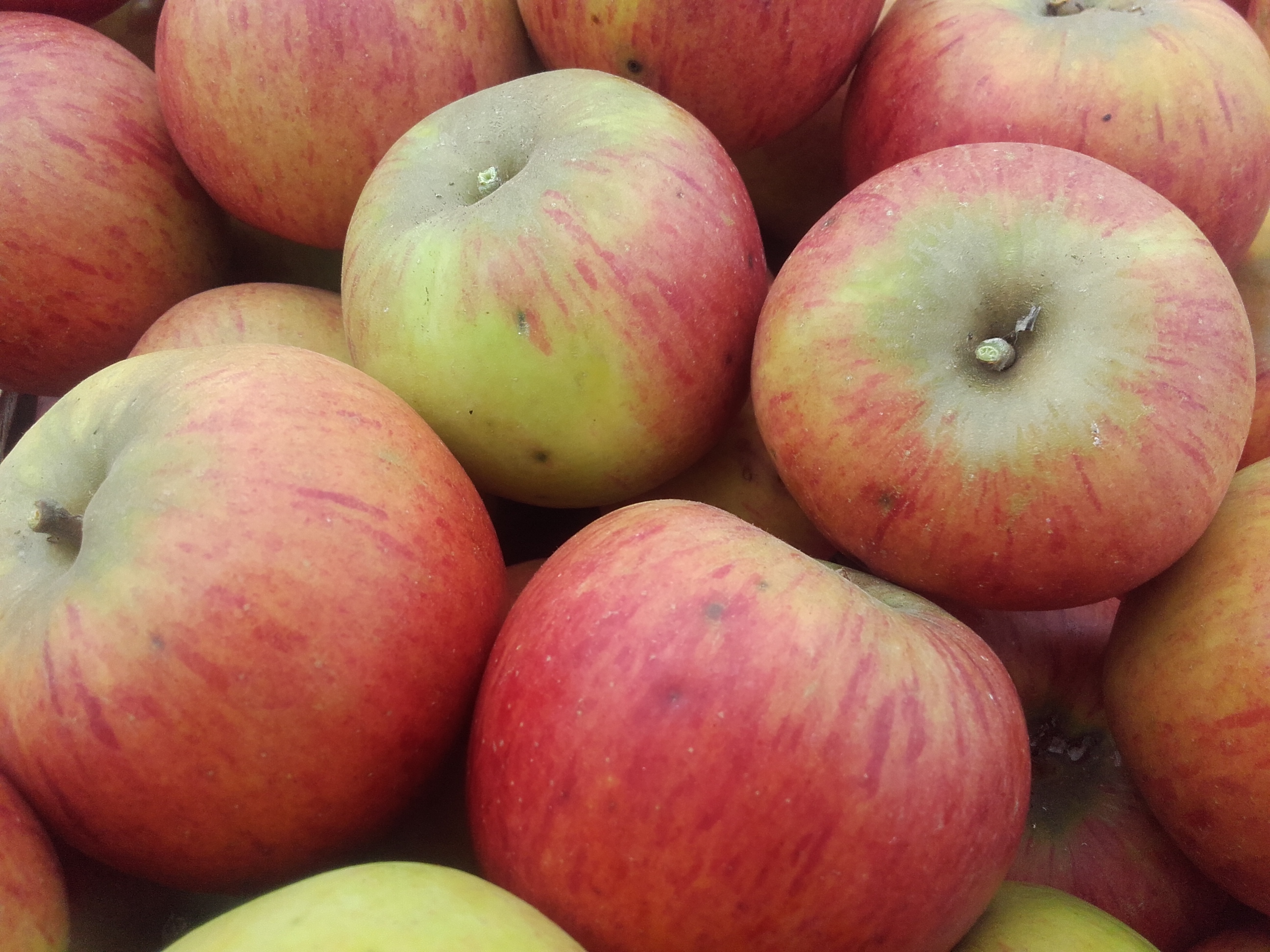 2018 : les 1ères récoltes de pommes