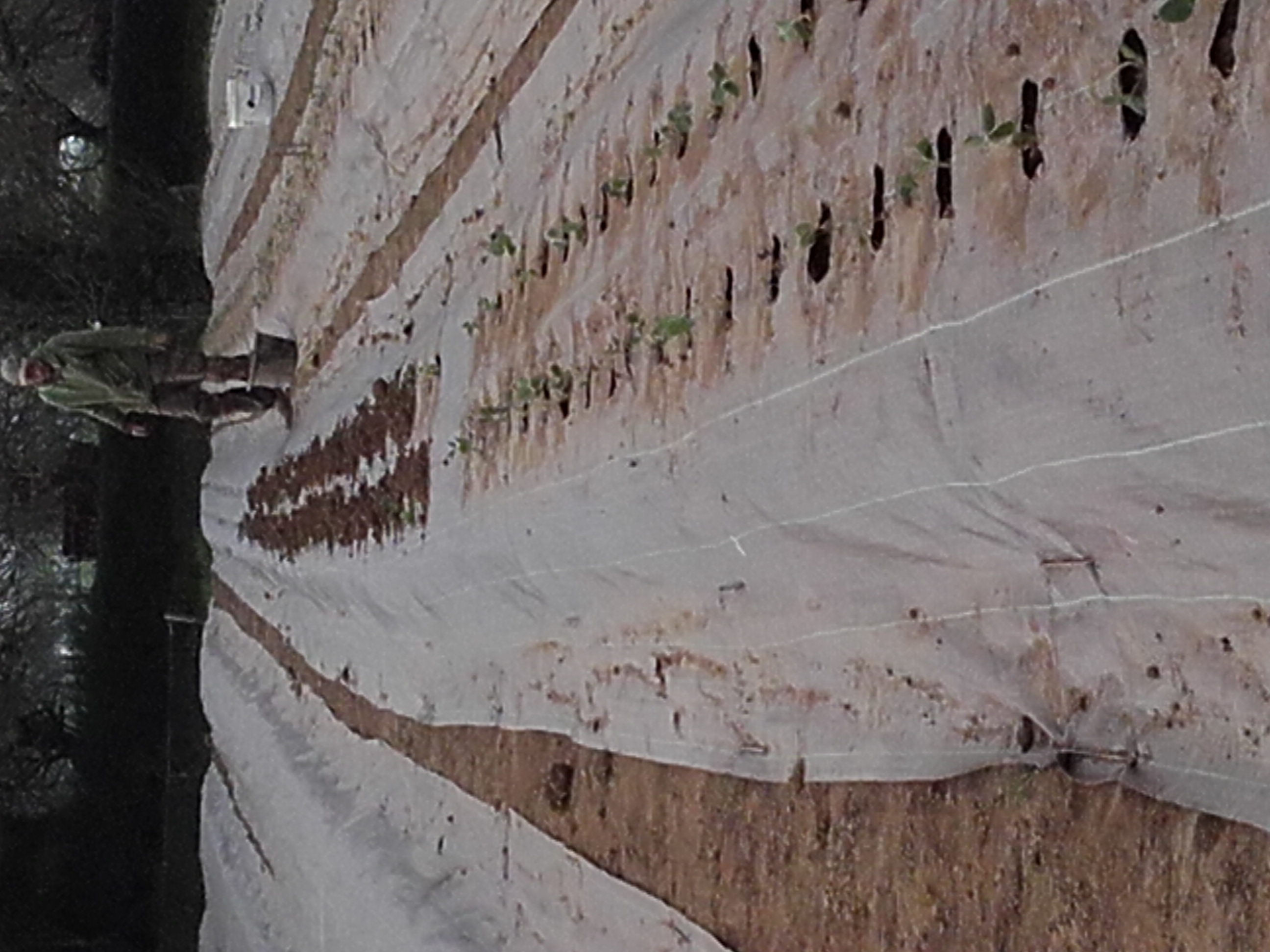 Chantier plantation