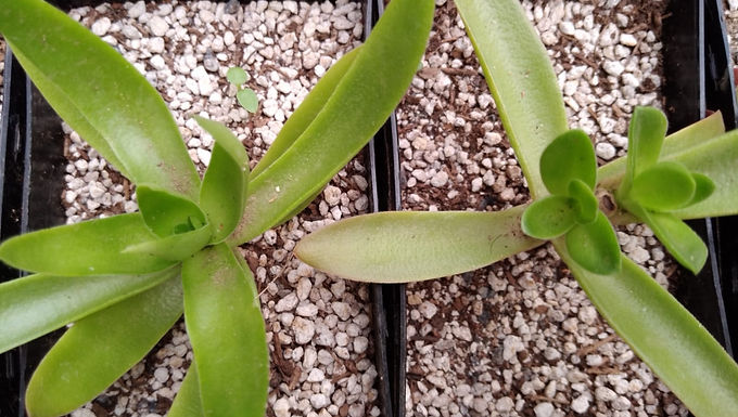 Crassula