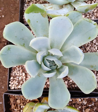 Echeveria
