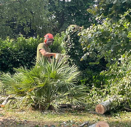 Stéphane Comaille Paysage taille vos haies
