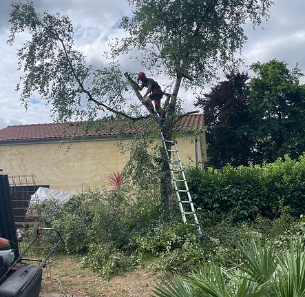 Abattage d'un bouleau