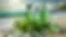 DALL·E 2024-10-29 23.27.47 - A photorealistic image of fresh, vibrant green seaweed washed