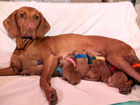 Blaise puppies make their arrival!