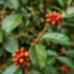 wild ethiopian coffee plant.jpg