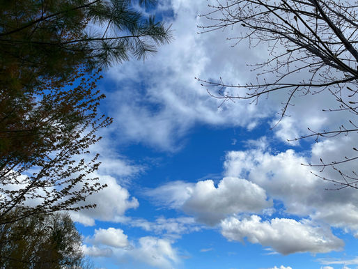 Blue sky with scattered white clouds framed by pine and bare tree branches, calm outdoor spring scene