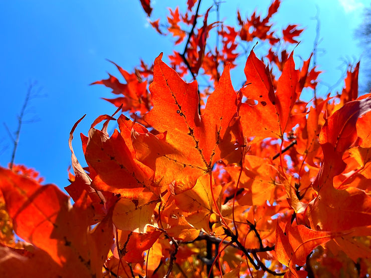 Bright orange fall leaves against a clear blue sky, evoking a vibrant and lively autumn atmosphere.