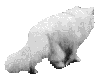 17.gif