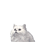 gattooooo.gif