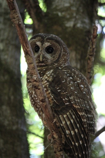 Figure 2: Owl; Arin Underwood.