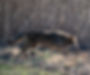 Painting_RED-WOLF-REFERENCES_10 at 1.12_edited.jpg