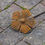Thumbnail: Open Flower