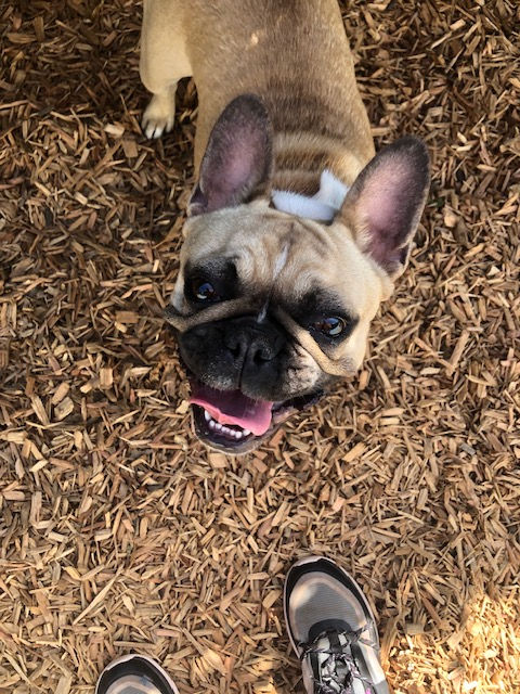 Play Yard Smiles