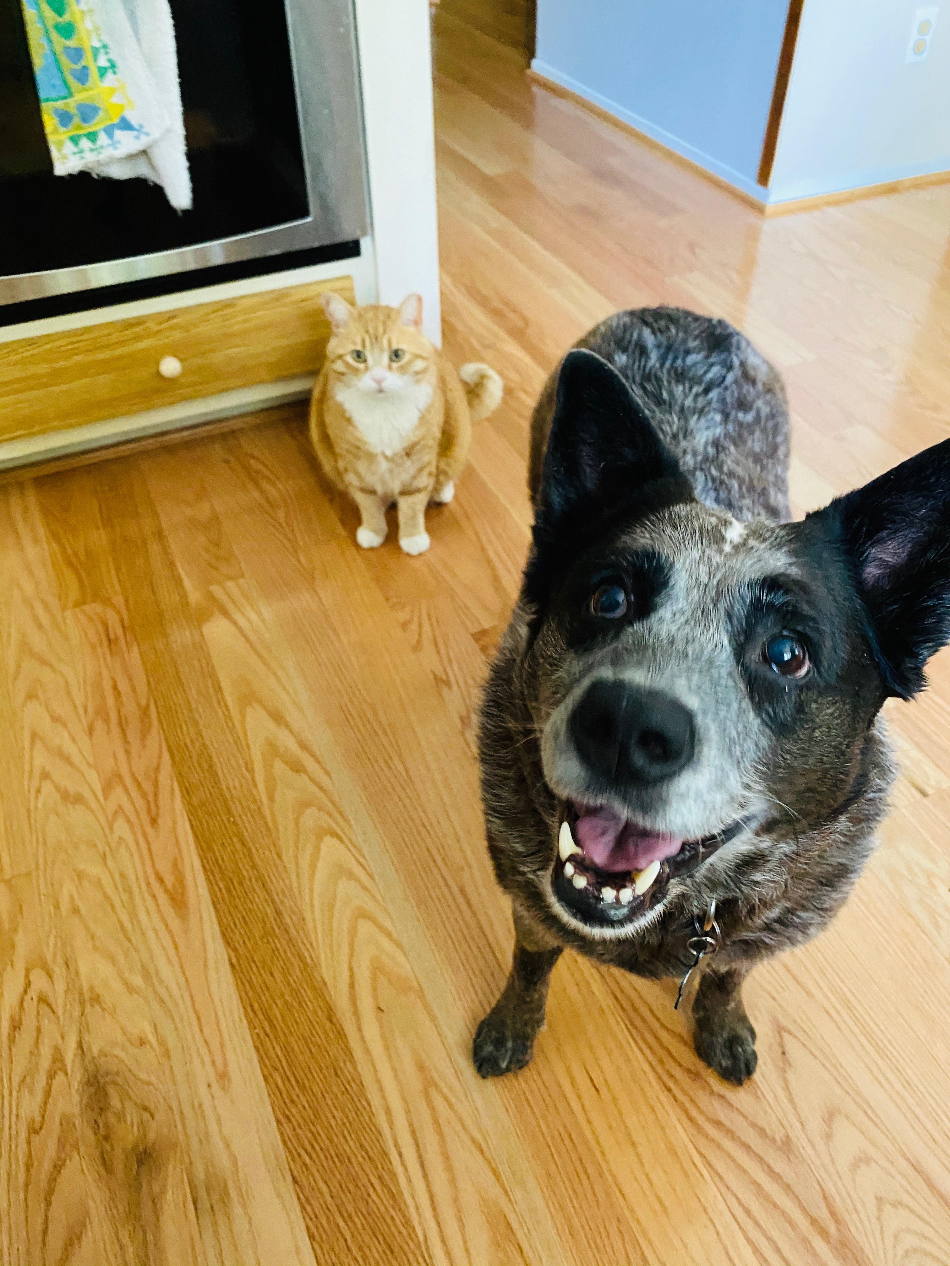 Baltimore Dog Walking Luv My Pet