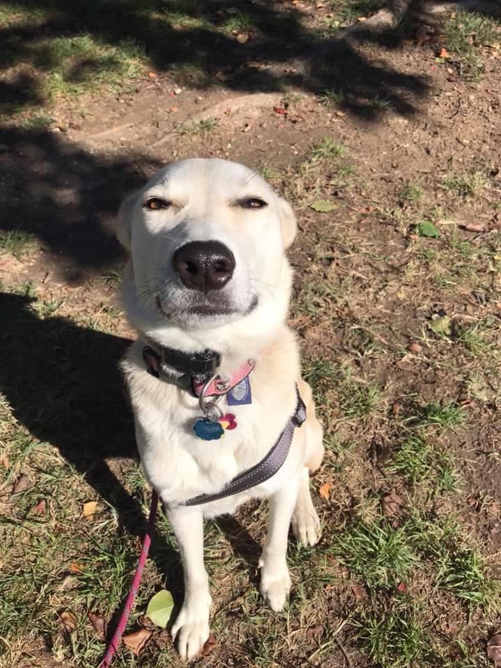 Baltimore Dog Walking Luv My Pet