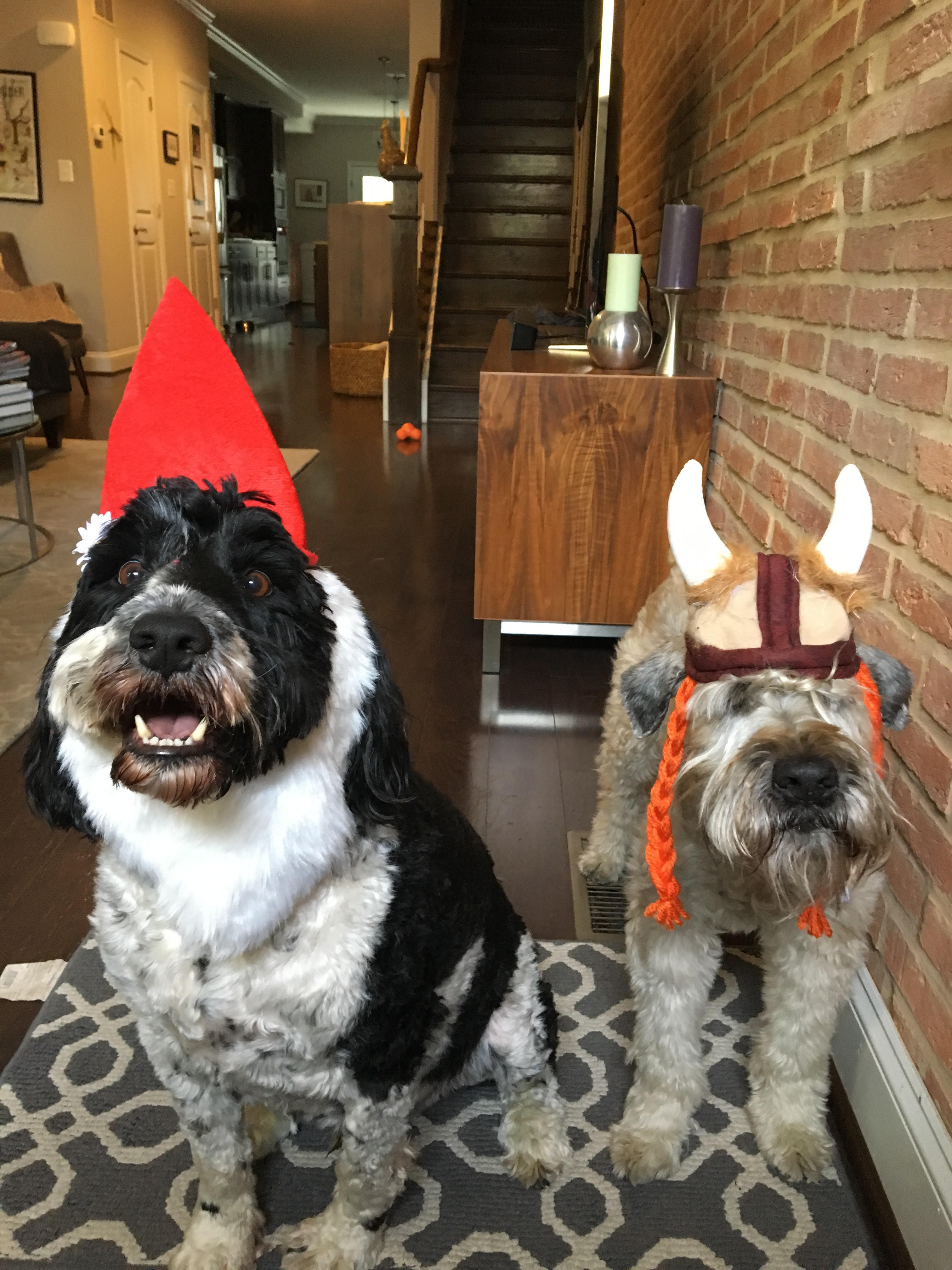 Baltimore Dog Walking Cat Sitting Luv My Pet